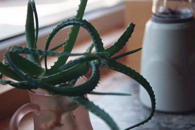 Close-up of potted plant on table at home