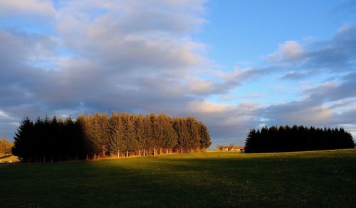 Trees against sky