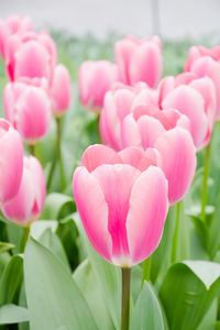 Close-up of pink tulips