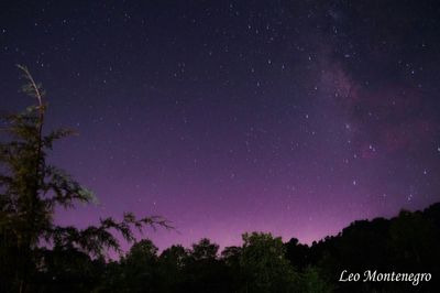 Low angle view of silhouette trees against sky at night