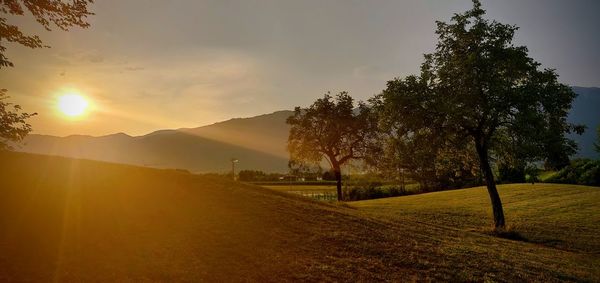 Trees on field against sky during sunset