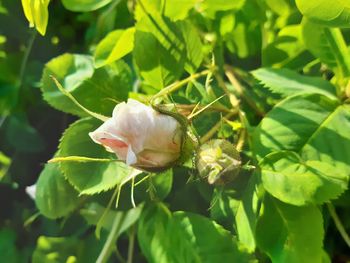 Close-up of rose flower