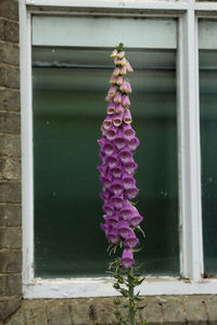 Close-up of pink flowering plant against window