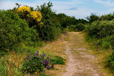 Scenic view of flowering plants and trees on field against sky