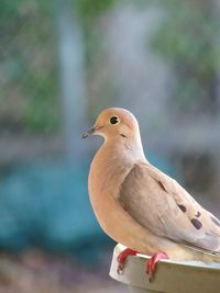 Side view of mourning dove