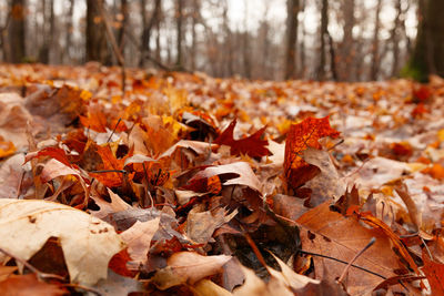 Close-up of maple leaves on fallen tree