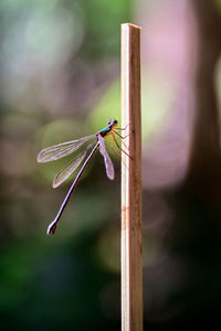 Close-up of dragonfly on wood