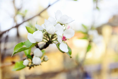 Close-up of white cherry blossom tree