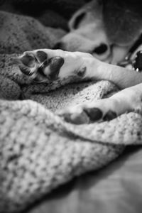 Close-up of cat relaxing on bed