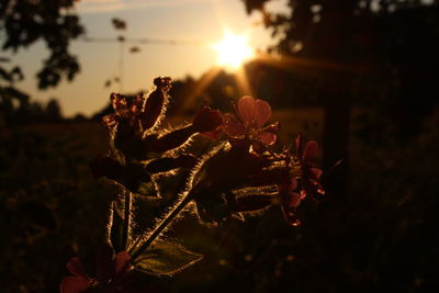 Close-up of plant against sunset