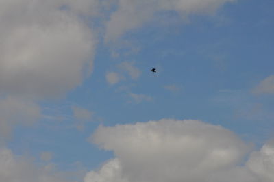 Low angle view of bird flying against sky