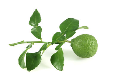 Close-up of green leaves against white background