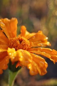 Close-up of orange flower