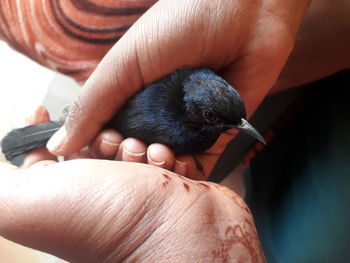 Close-up of a hand holding small bird