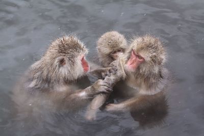 High angle view of monkey in snow