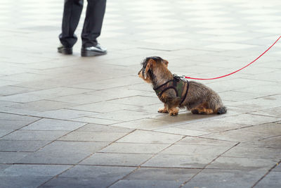 Low section of man standing by dog on footpath