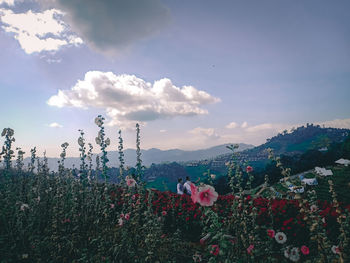Scenic view of flowering plants on field against sky