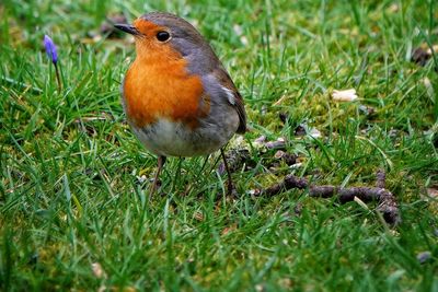 Close-up of bird perching on grass