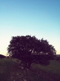 Tree against clear sky