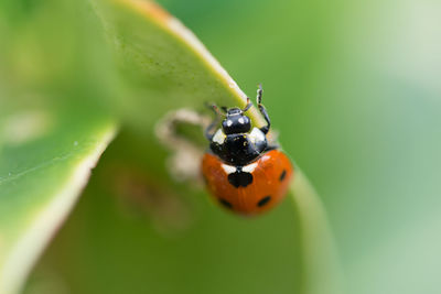 Close-up of ladybug on leaf