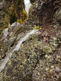 Moss growing on rock in forest