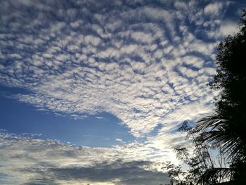 Low angle view of trees against sky