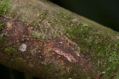 Close-up of lizard on moss