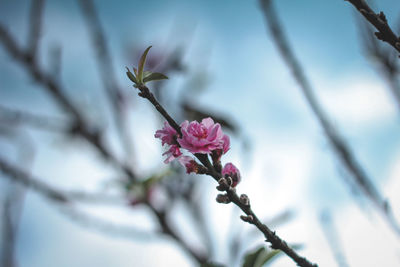 Close-up of pink cherry blossoms in spring