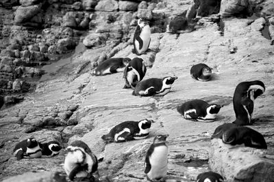 High angle view of birds on rock