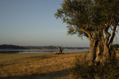 Tree on field by lake against sky