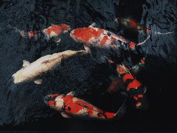 High angle view of koi carps swimming in water