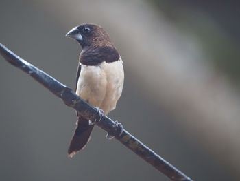 Close-up of bird perching on branch