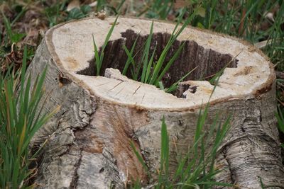 High angle view of mushroom growing on tree trunk