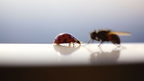 Close-up of insect