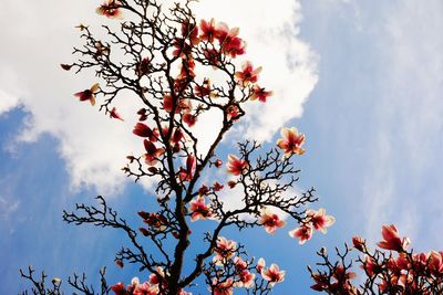 Low angle view of flowering tree against sky