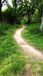 Dirt road amidst trees