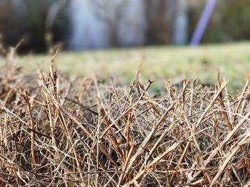 Close-up of grass on field