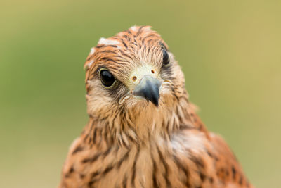 Close-up portrait of owl