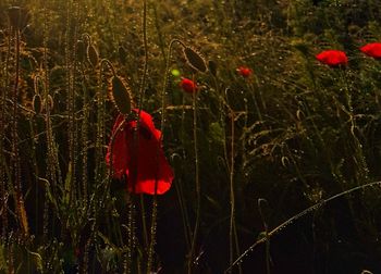 Close-up of red flower on field