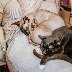 Close-up of dog sleeping on bed