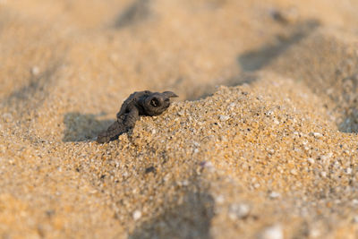 High angle view of turtle on sand at beach