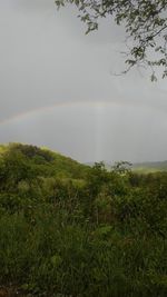 Scenic view of field against rainbow in sky