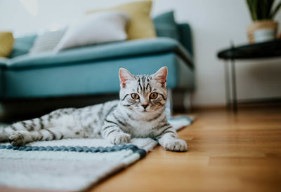 Portrait of tabby cat on sofa at home