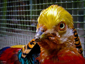 Close-up of parrot in cage