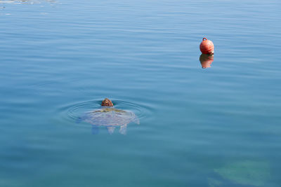 High angle view of jellyfish swimming in sea