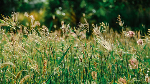 Close-up of stalks in field