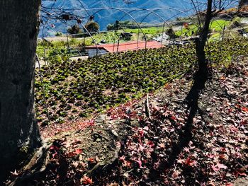 View of vineyard against sky