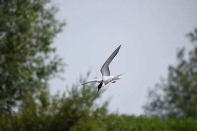 Low angle view of seagull flying