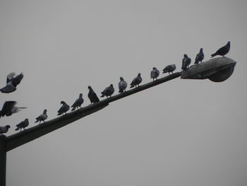 Low angle view of birds perching on street light