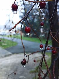 Close-up of red berries on tree